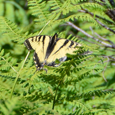 Tiger swallowtail