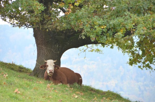 Cow in Scotland