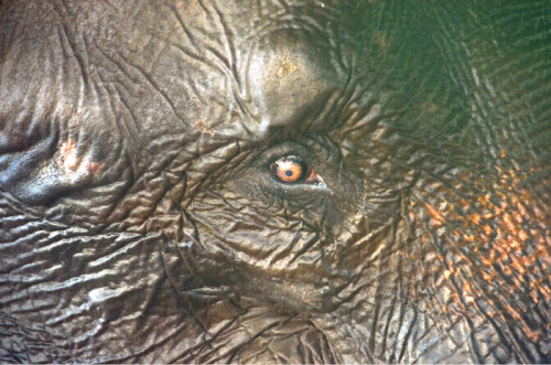 Elephant Eye