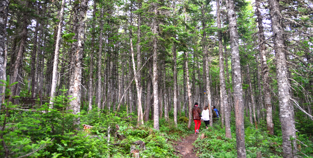 Hiking through the forest