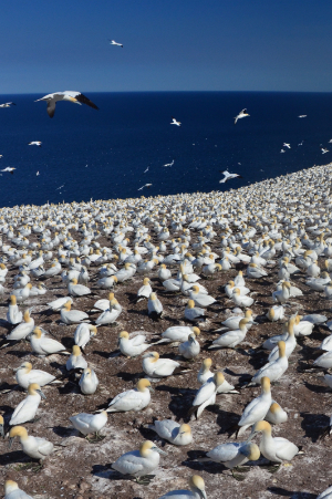 Gaspe Seabirds