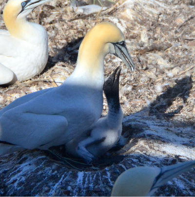 Mother and Child Gannet