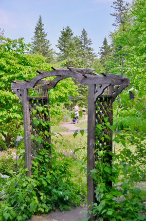 Vine and Trellis