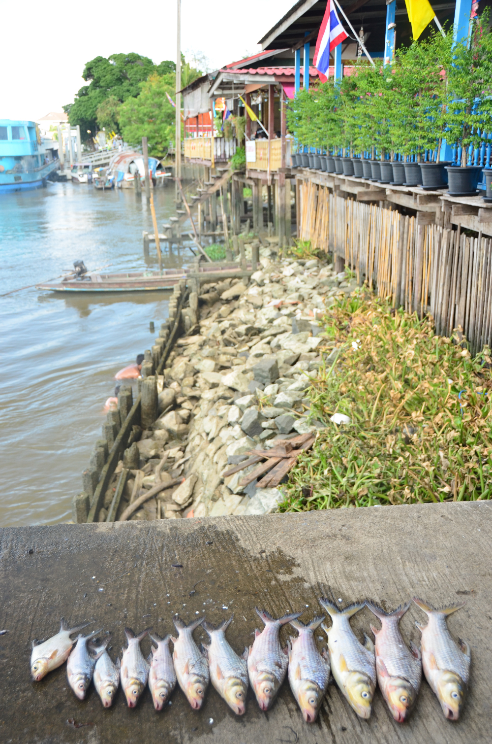 Fresh fish in Koh Kret