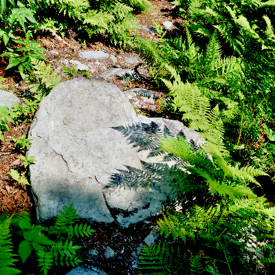 Heart on the forest floor