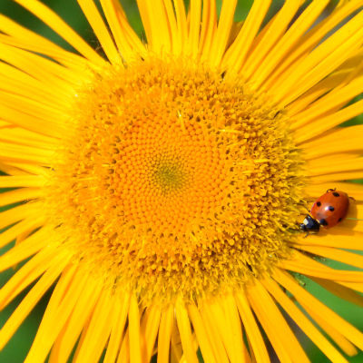 Ladybug on Flower