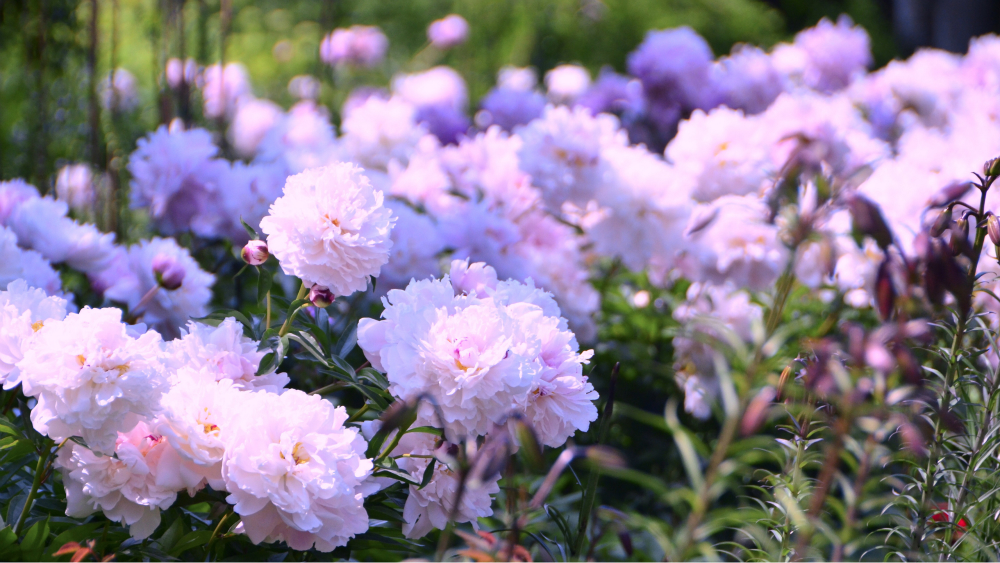 Pink peonies