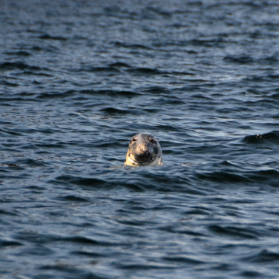Seal in Québec