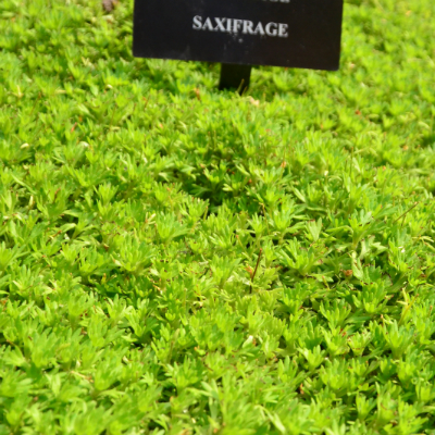 Saxifrage