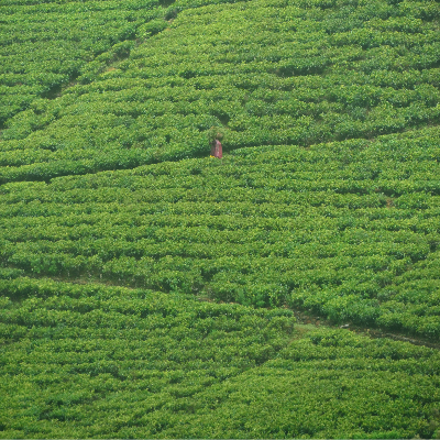 Sri Lanka tea country