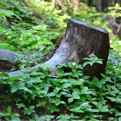 Beautiful tree stump