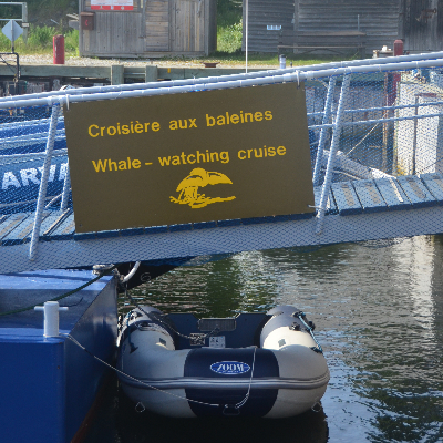 Whale Watching Boat