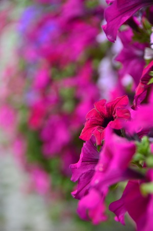 Pink petunias at Grand Place in Brussels