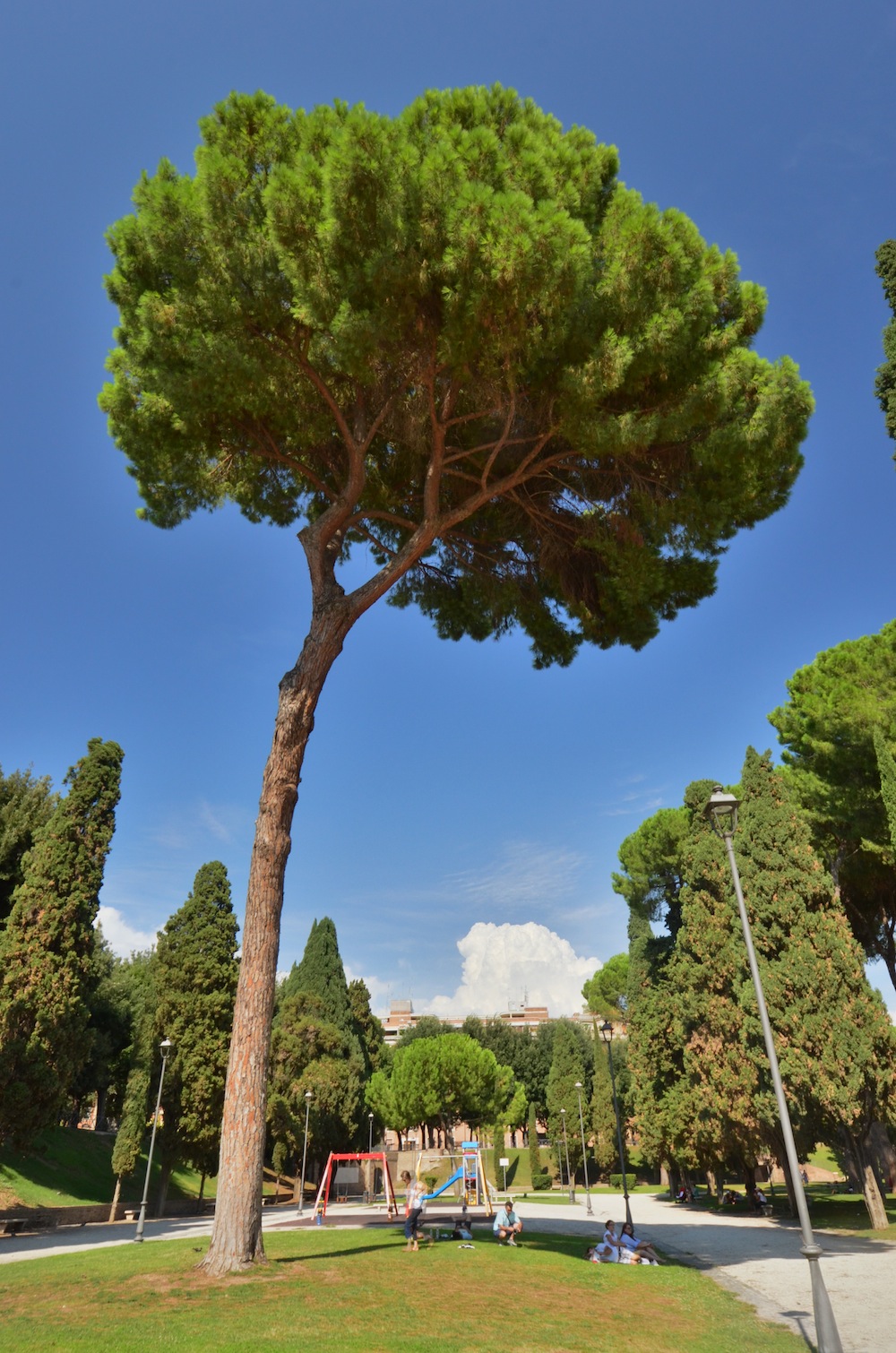 Pine tree in Rome, Italy