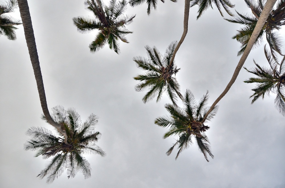 Florida Palm Trees