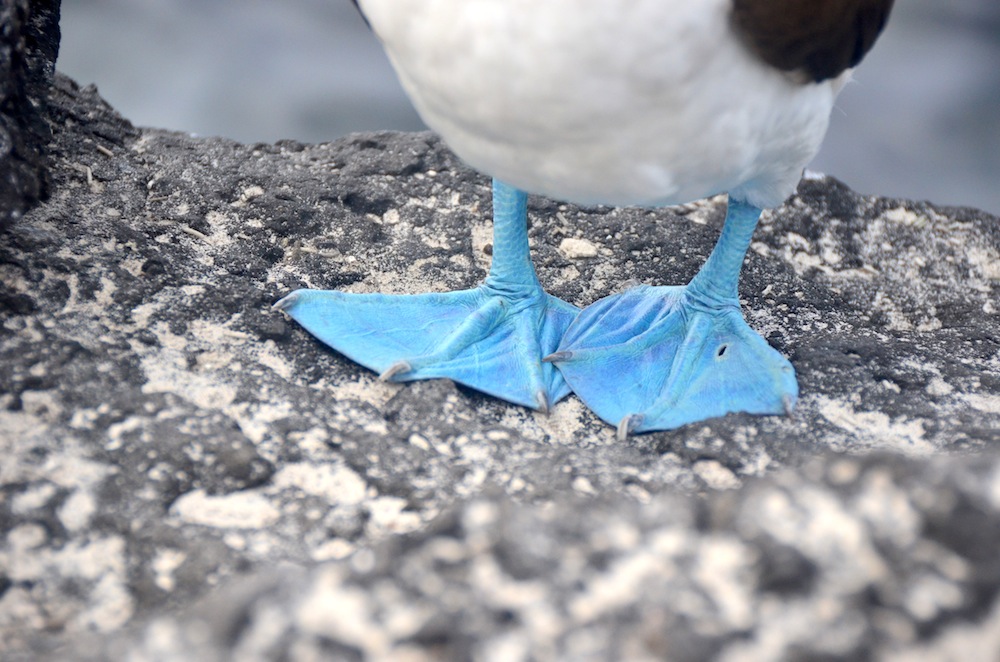 Blue-footed booby in the Galapagos