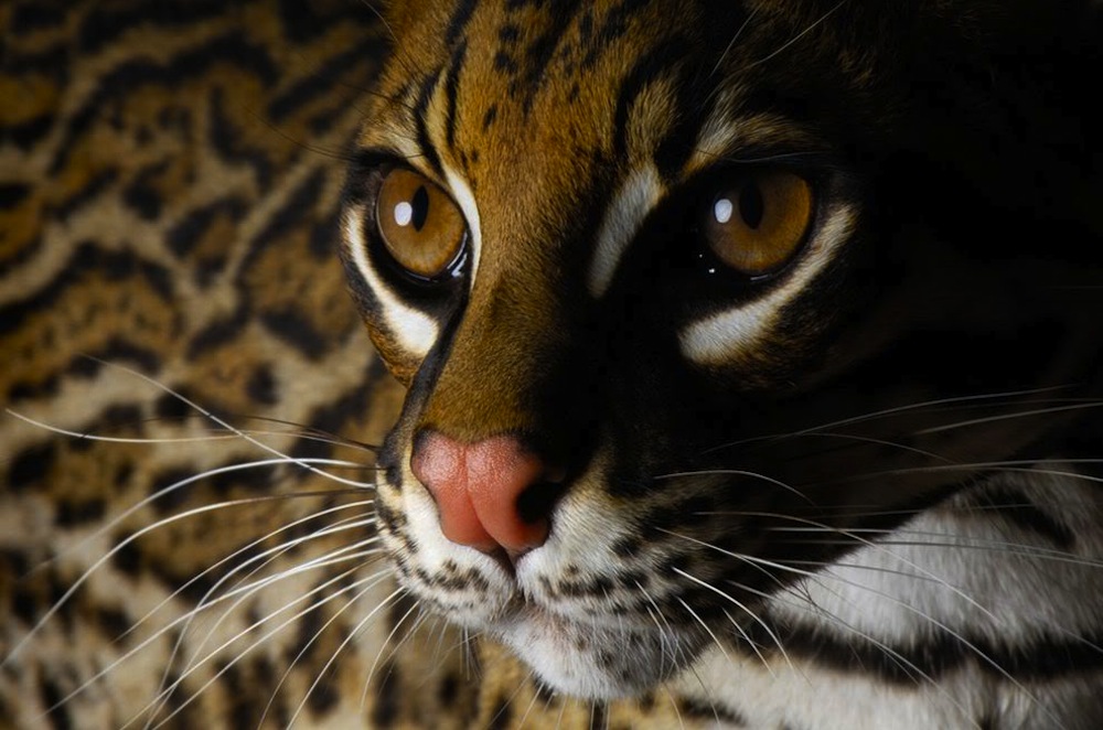 Ocelot