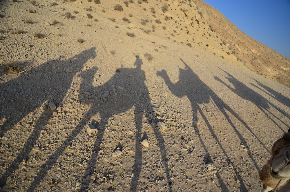 Camels in Israeli desert