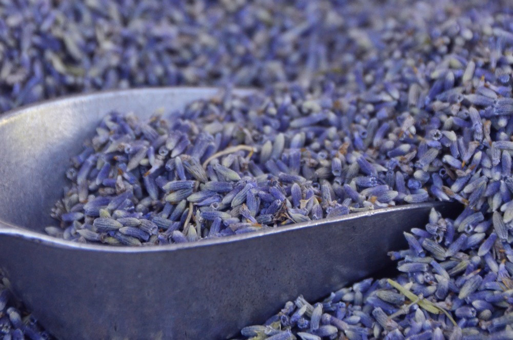 Lavender in Southern France