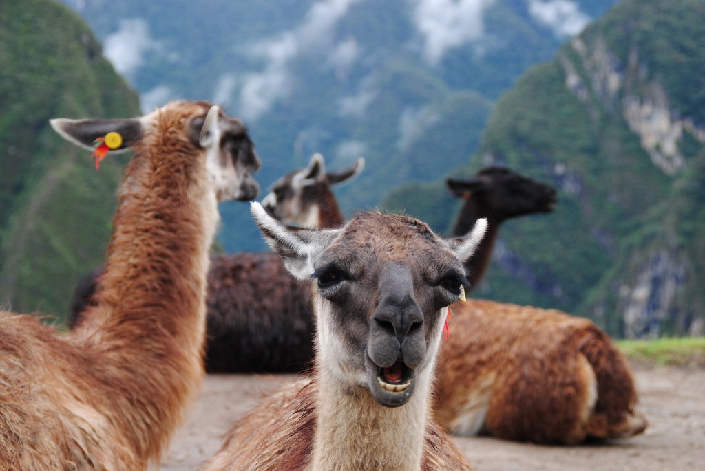 Alpacas at Machu Picchu