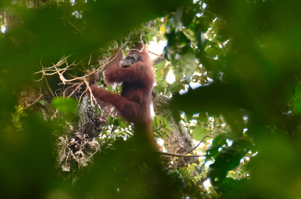 Orangutan in Indonesia