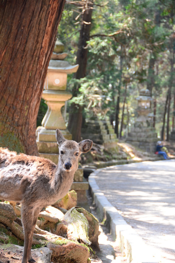 Deer in Nara, Japan