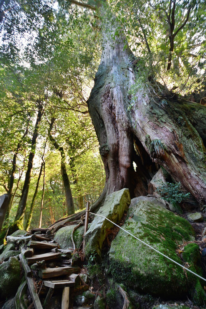 Yakushima, Japan Cedar