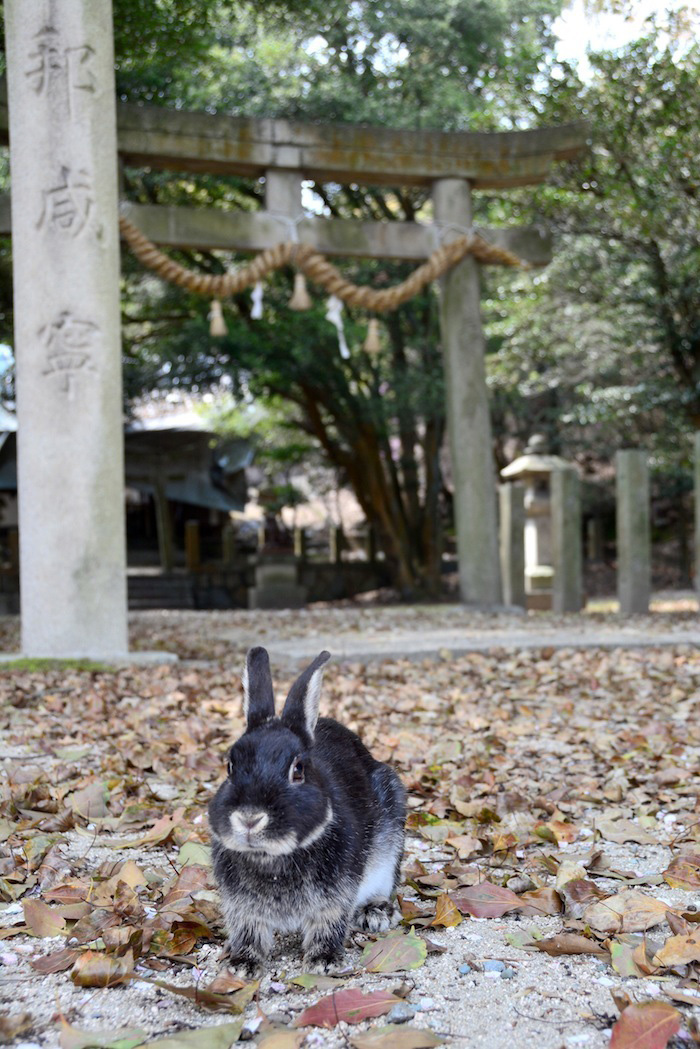 Rabbit Island, Japan