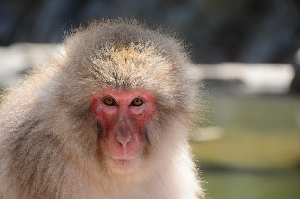 Japanese Snow Monkey