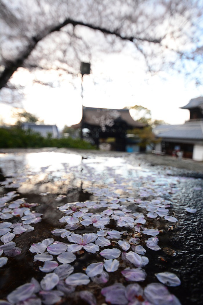 Sakura Cherry Blossoms in Kyoto, Japan