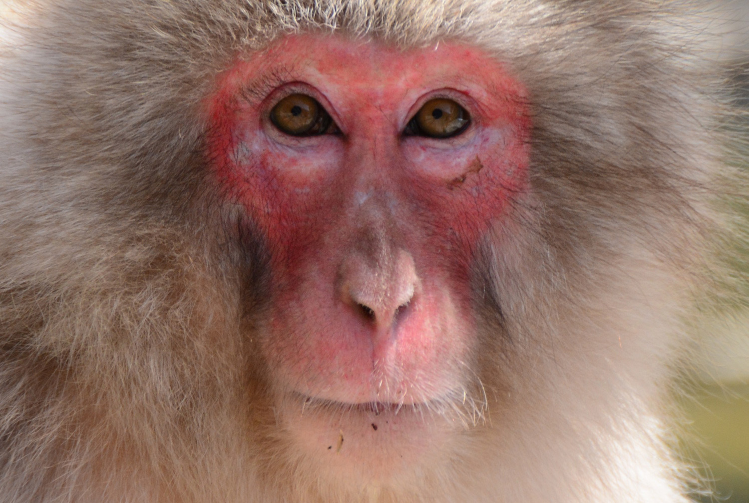 What is a red-faced monkey called?