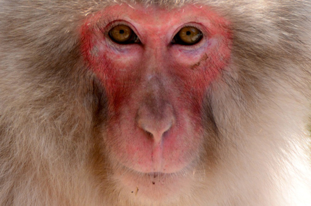 Japanese Snow Monkey