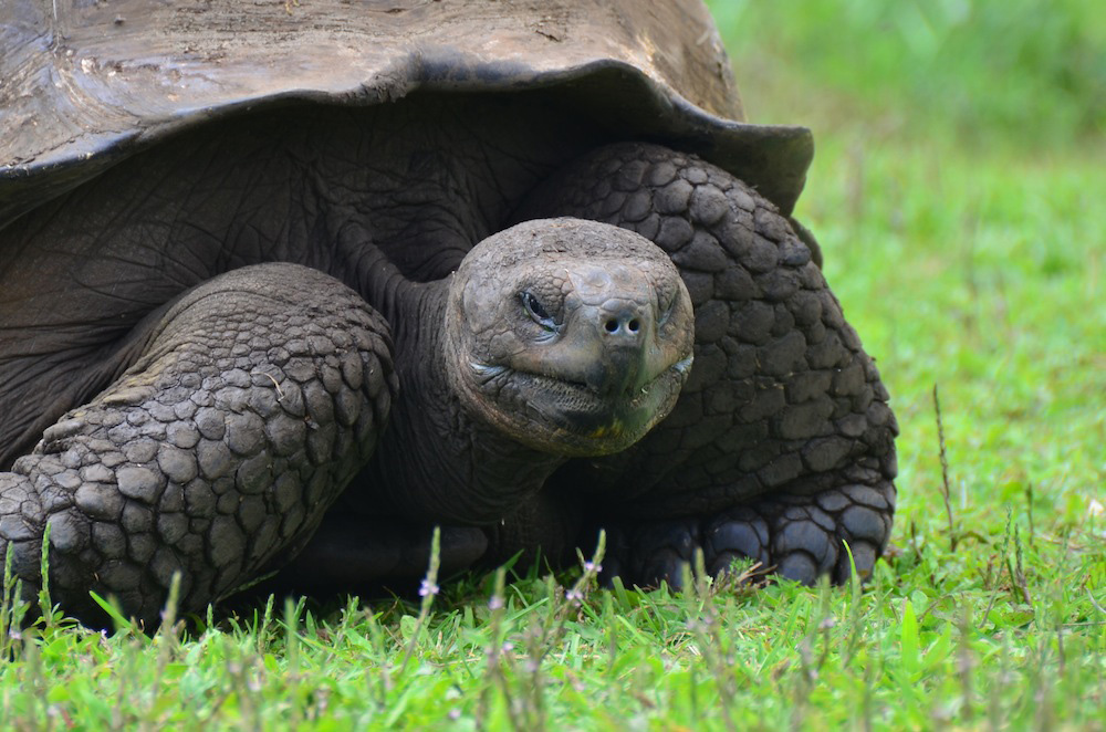 Ecuador Tortoise