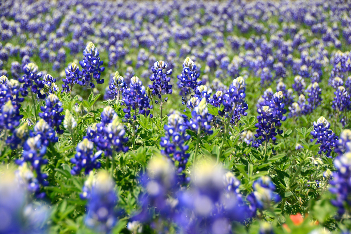 Texas Bluebonnets