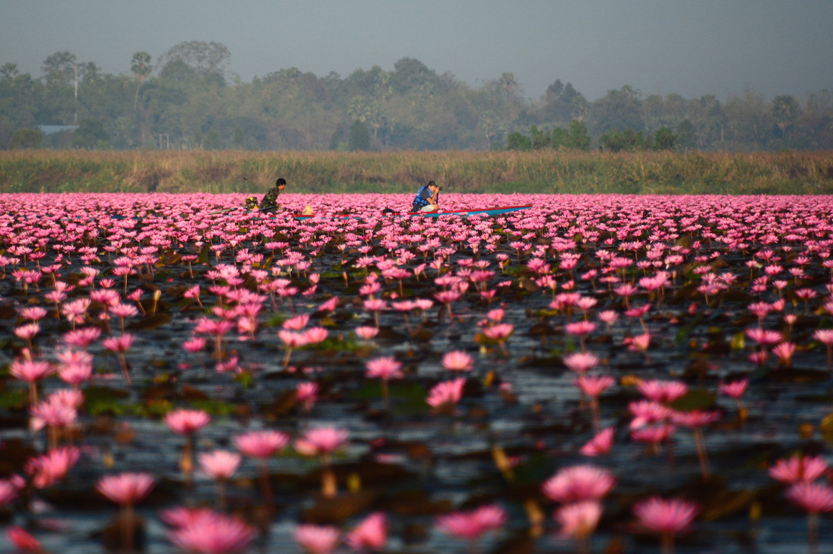 Red Lotus Sea