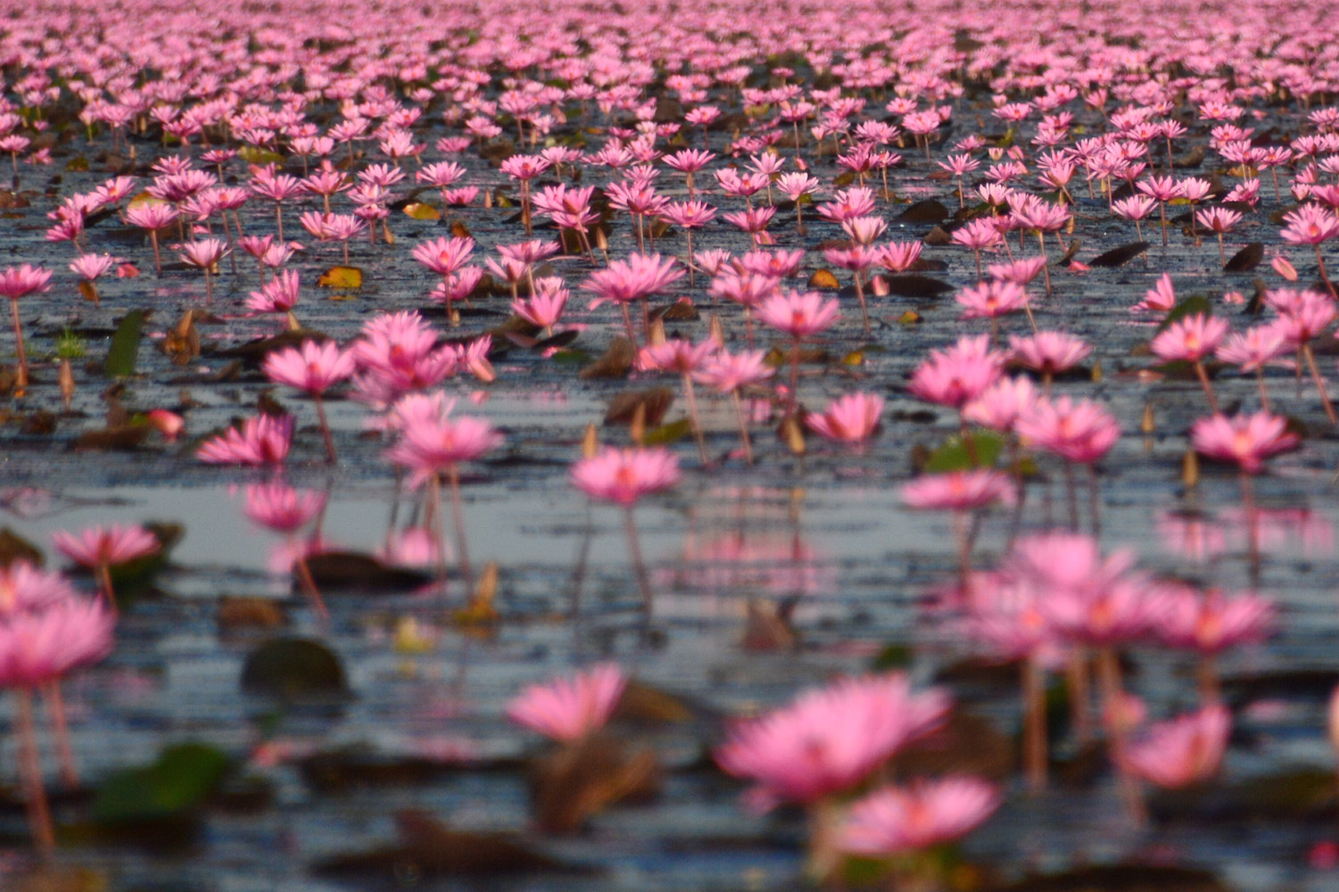 Thailand's Red Lotus Sea