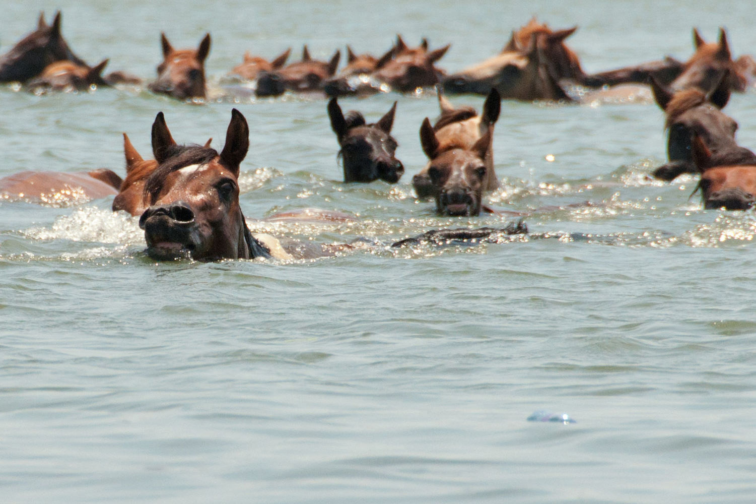 Assateague Ponies