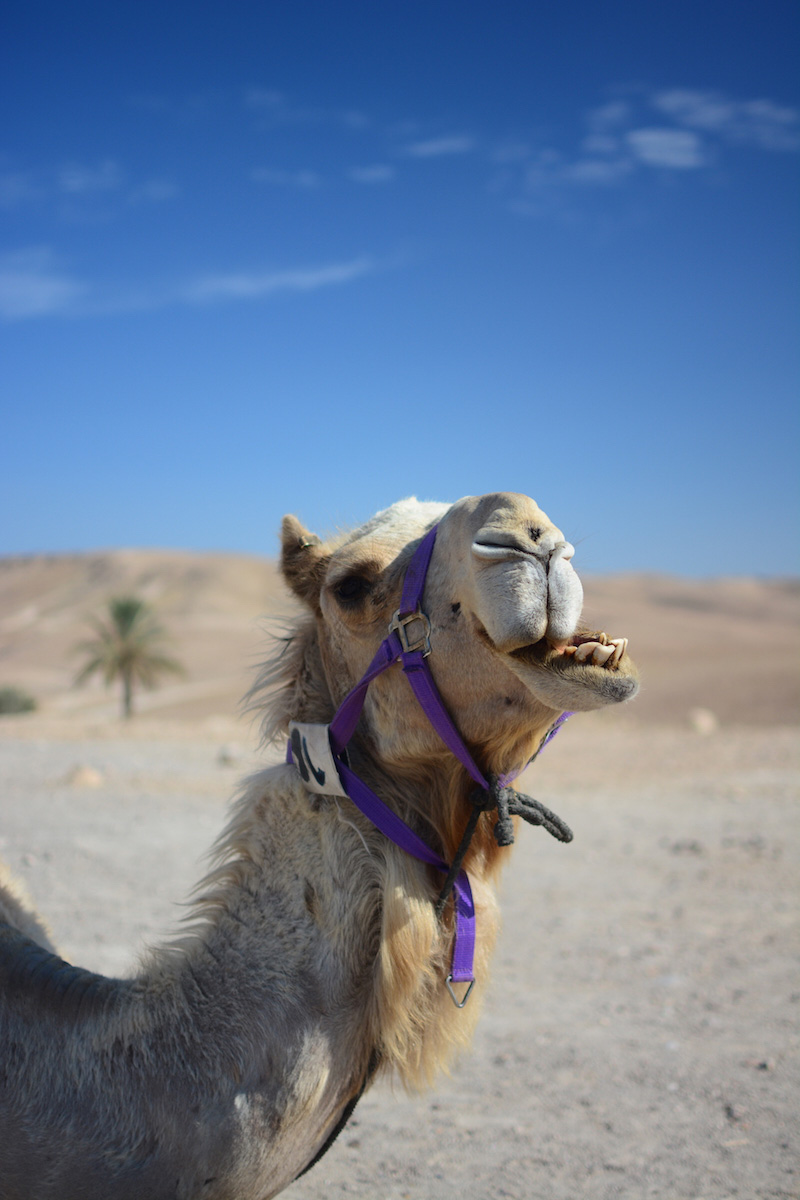Tel Aviv Israel camel