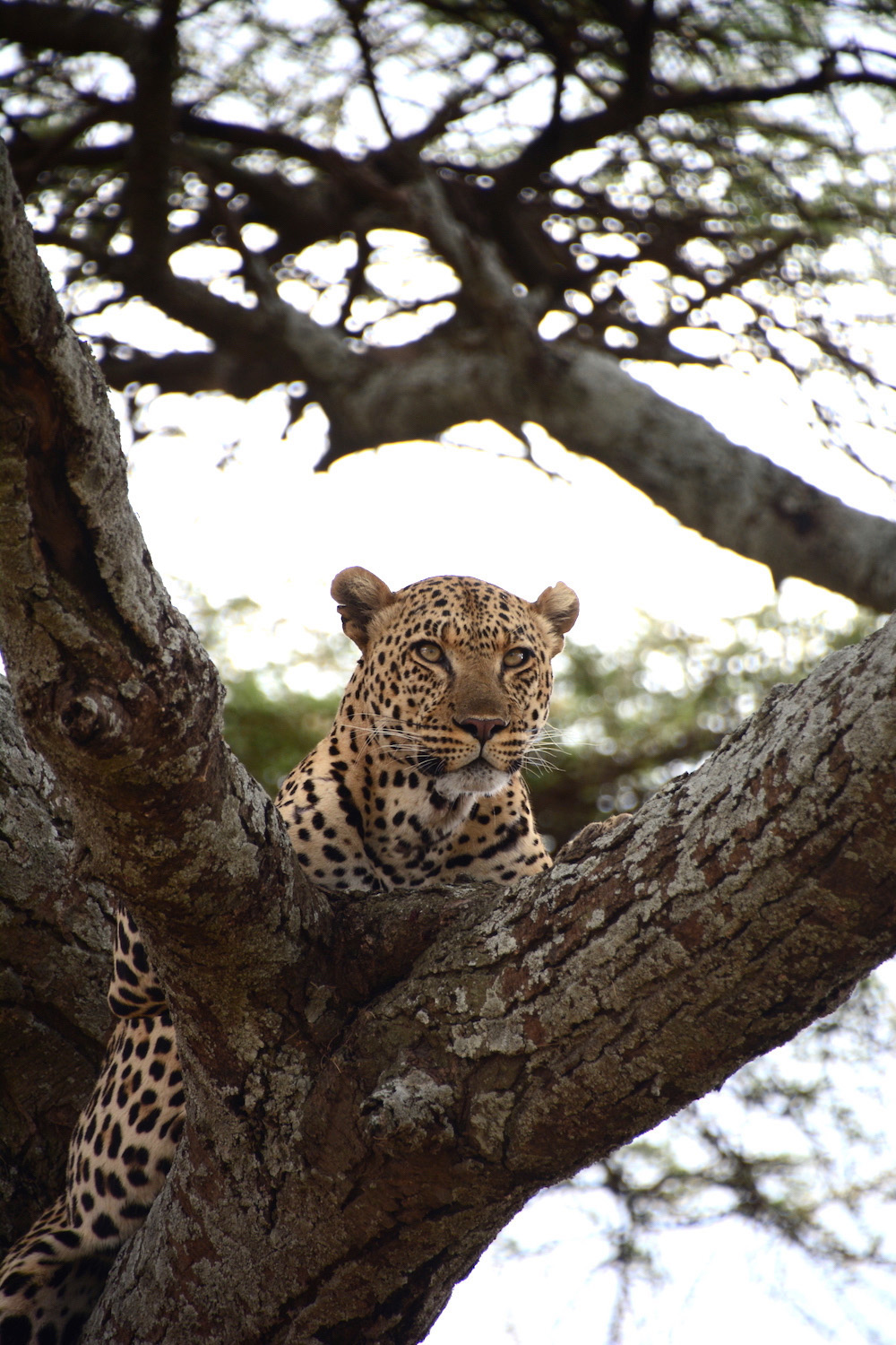 Serengeti, Tanzania Serengeti, Tanzania