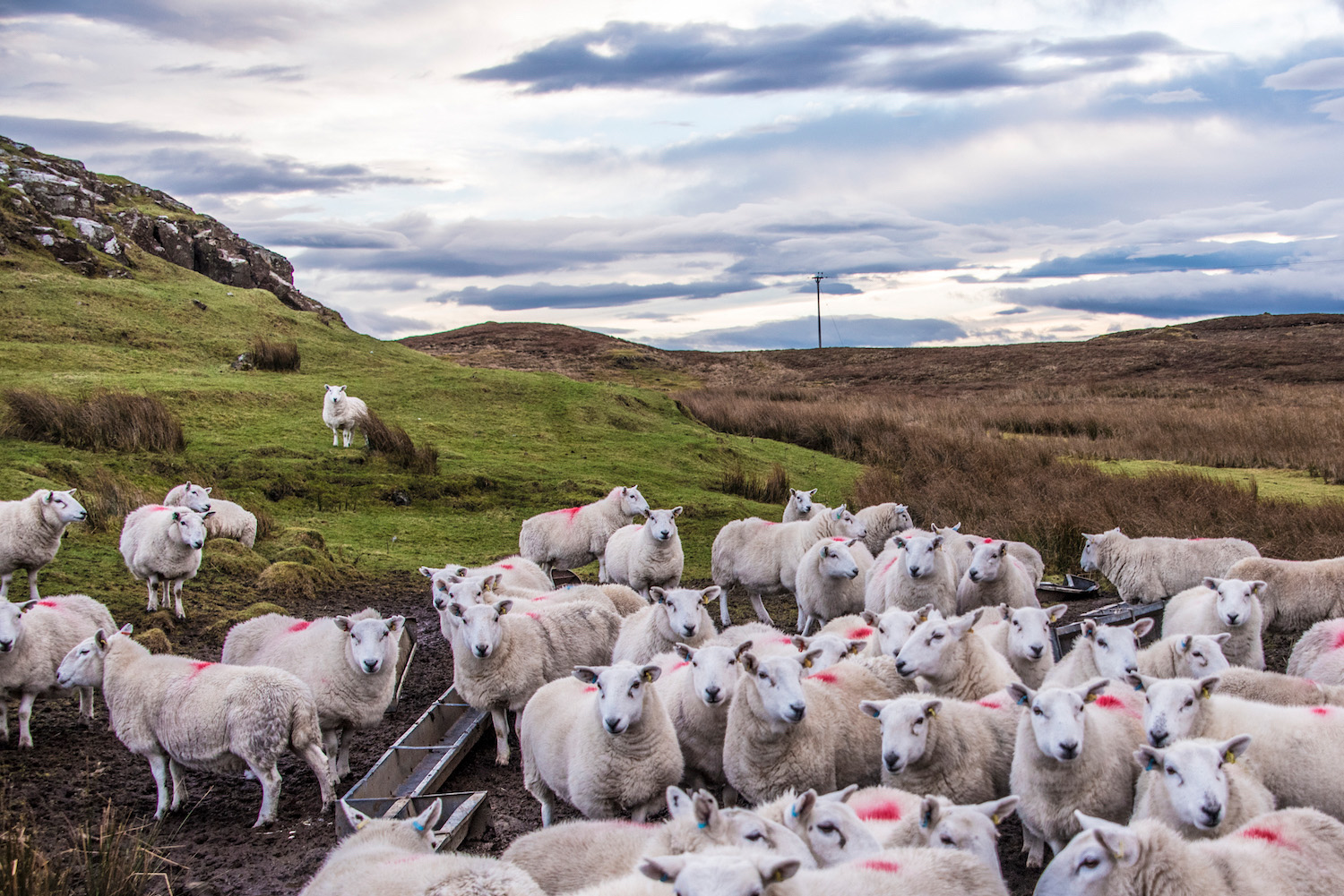 Sheep on Isle of Skye