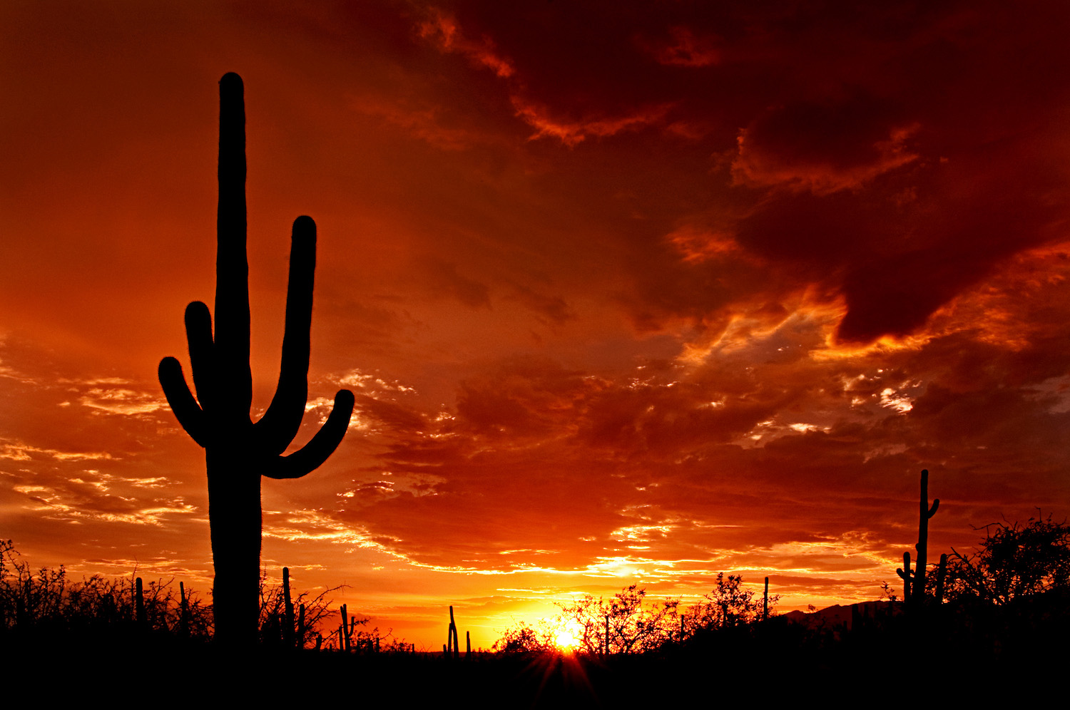 Desert Sunset