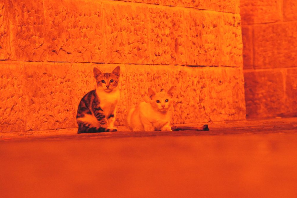 Cats at night in Jerusalem