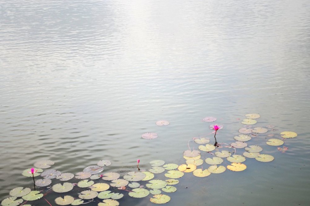 Beautiful lotus in Cambodia