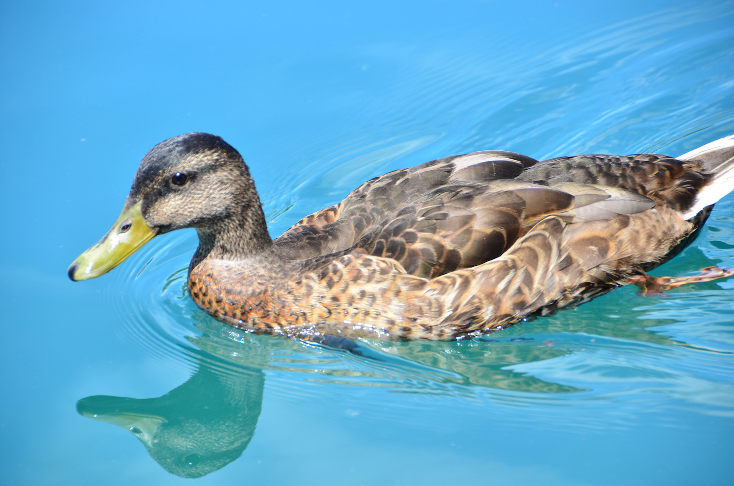 Introducing Lake Bohinj and Lake Bled, Slovenia