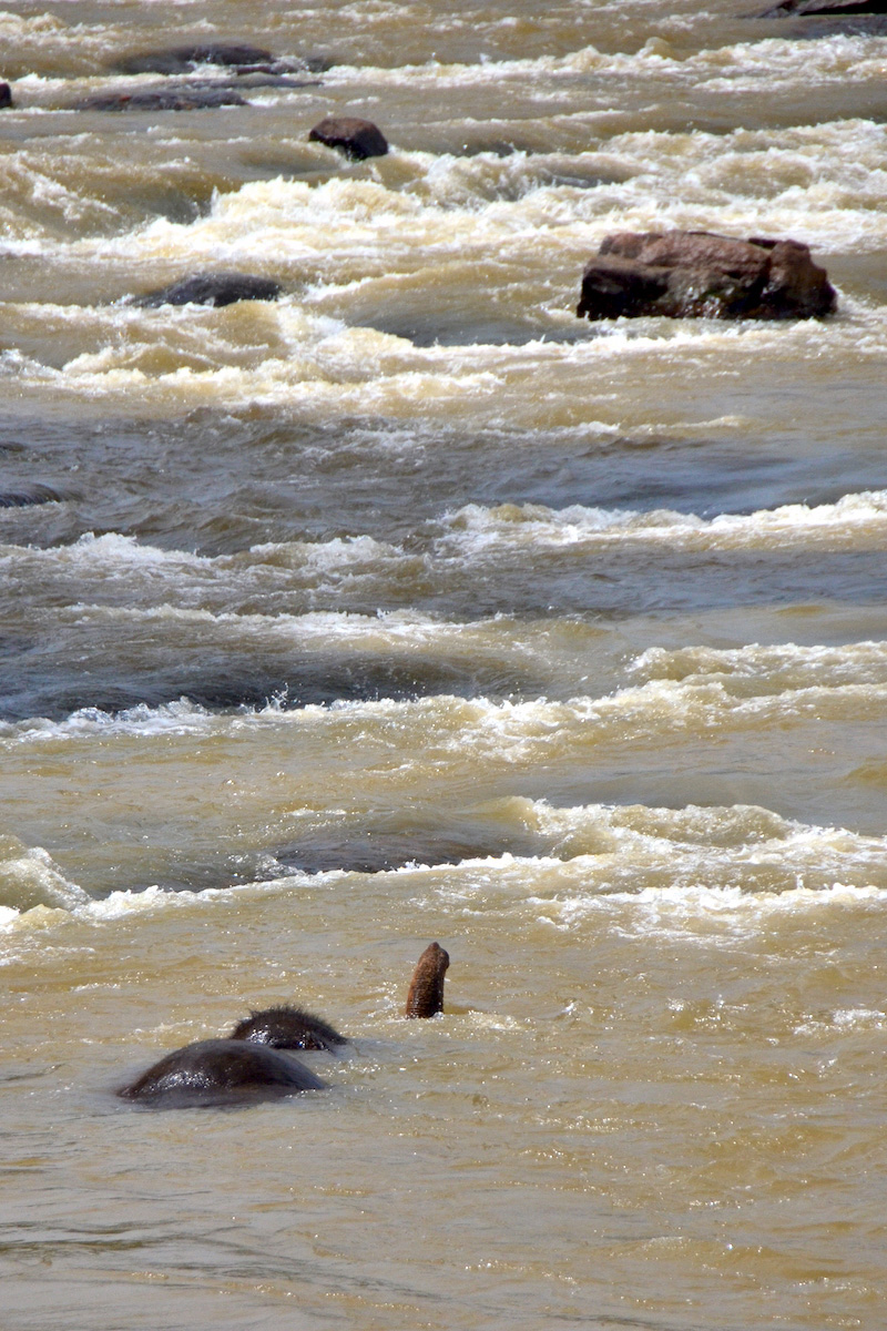 Elephant bathing