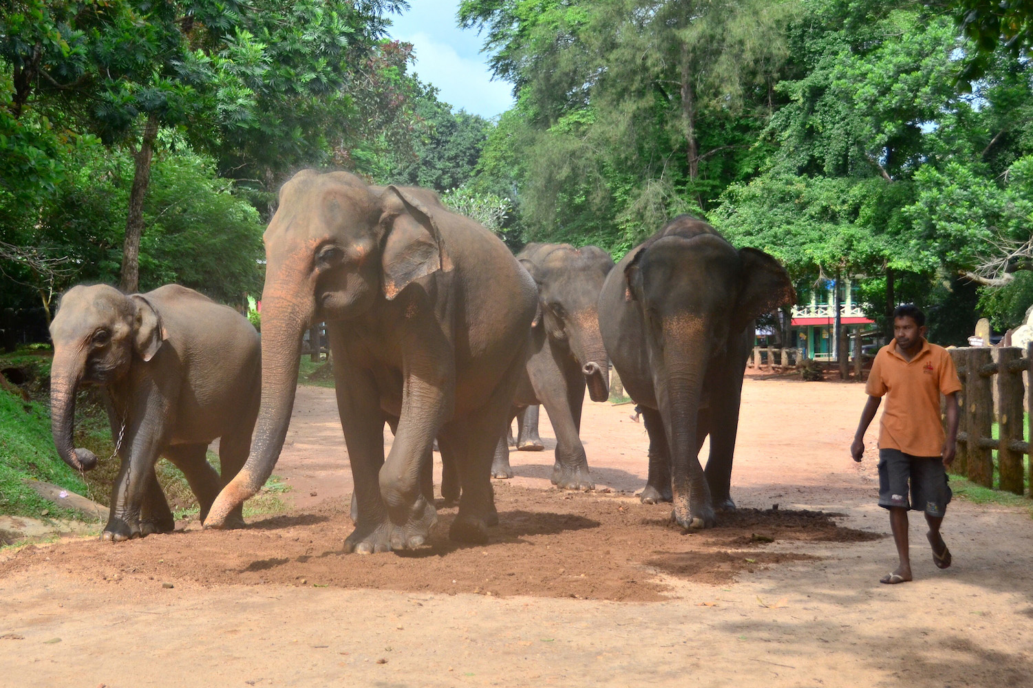 Elephants walking