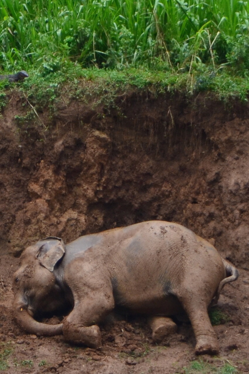 Elephant restaurant