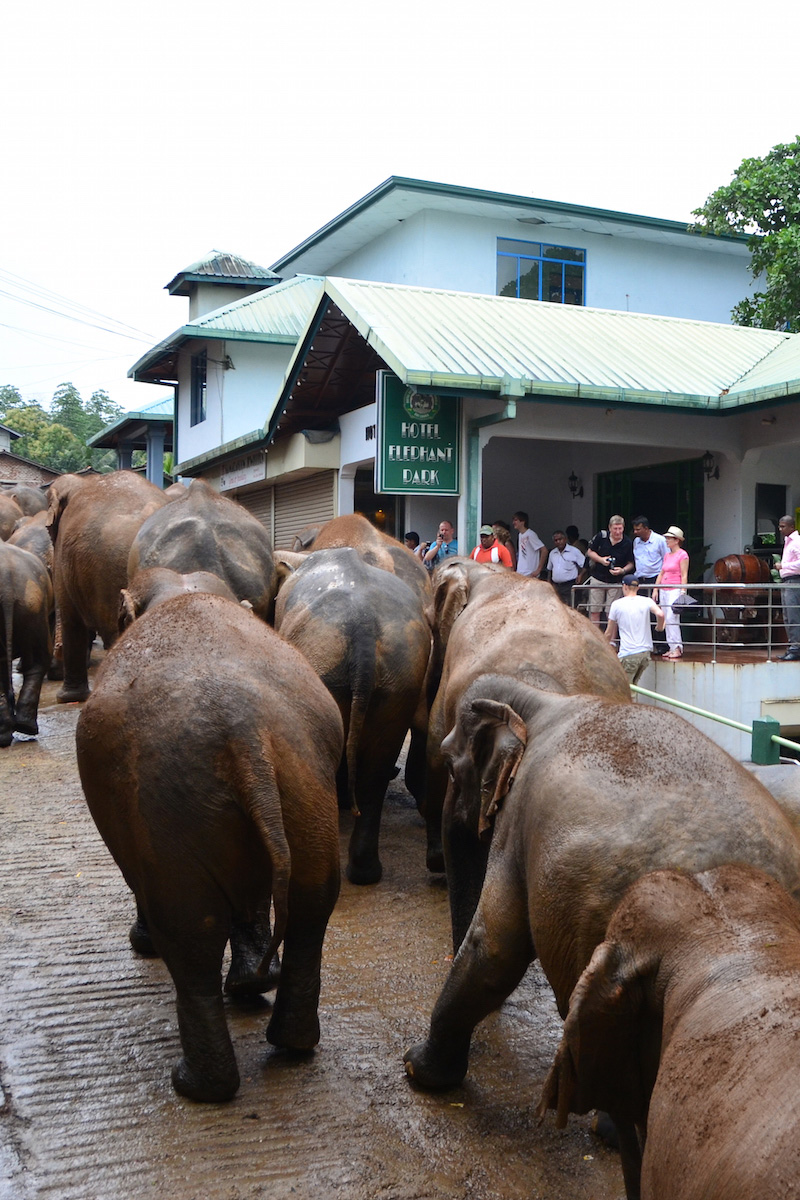 Schoolchildren greet elephants