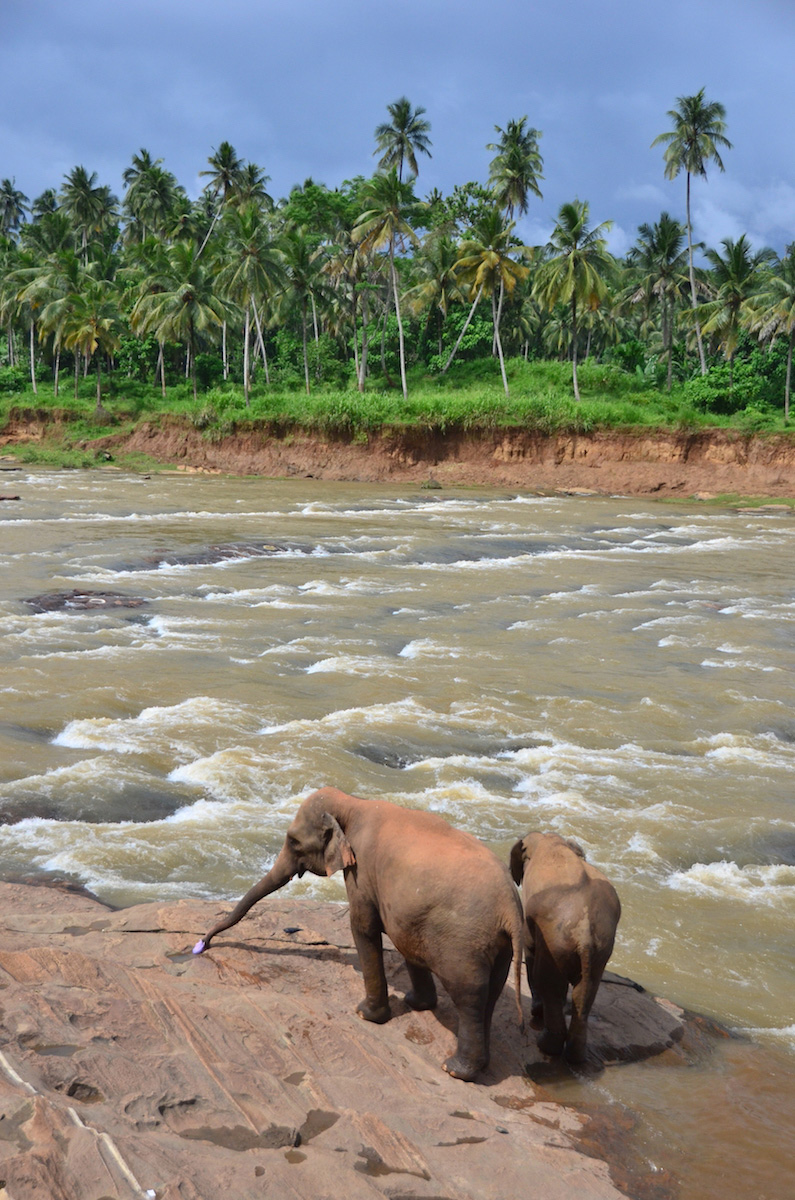 Elephants arrive to river