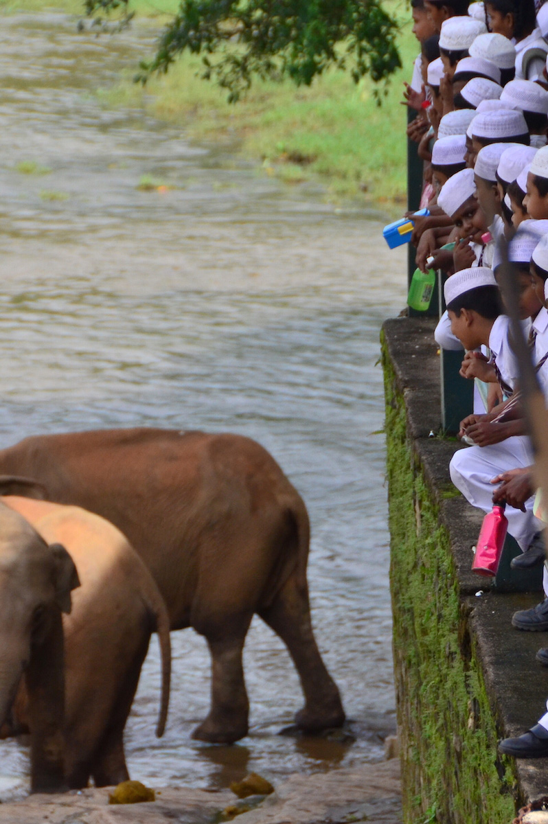 Schoolchildren greet elephants